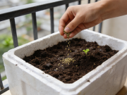 阳台种菜新手入门指南