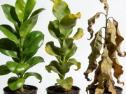 盆栽浇水的正确判断方法