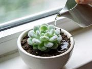 植物养护技巧：多肉植物浇水与光照指南