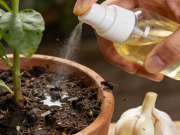 花盆除虫 大蒜水 + 喷洒 天然威慑小黑飞