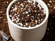 盆栽植物黄叶烂根的补救技巧