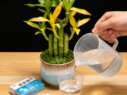 富贵竹黄叶急救 阿司匹林 “唤醒” 根系活力