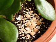 鸡蛋壳养花的科学依据 天然肥料与防虫剂