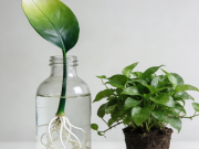 绿萝扦插 “水培生根法” 一片叶子变一盆