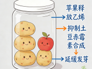 土豆防发芽的科学原理（巧用苹果抑制发芽素）