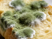 鉴别变质食物的实用小技巧