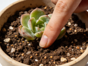 植物浇水有讲究！避免烂根的正确方法