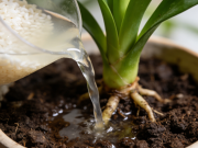 巧用淘米水的居家清洁用途